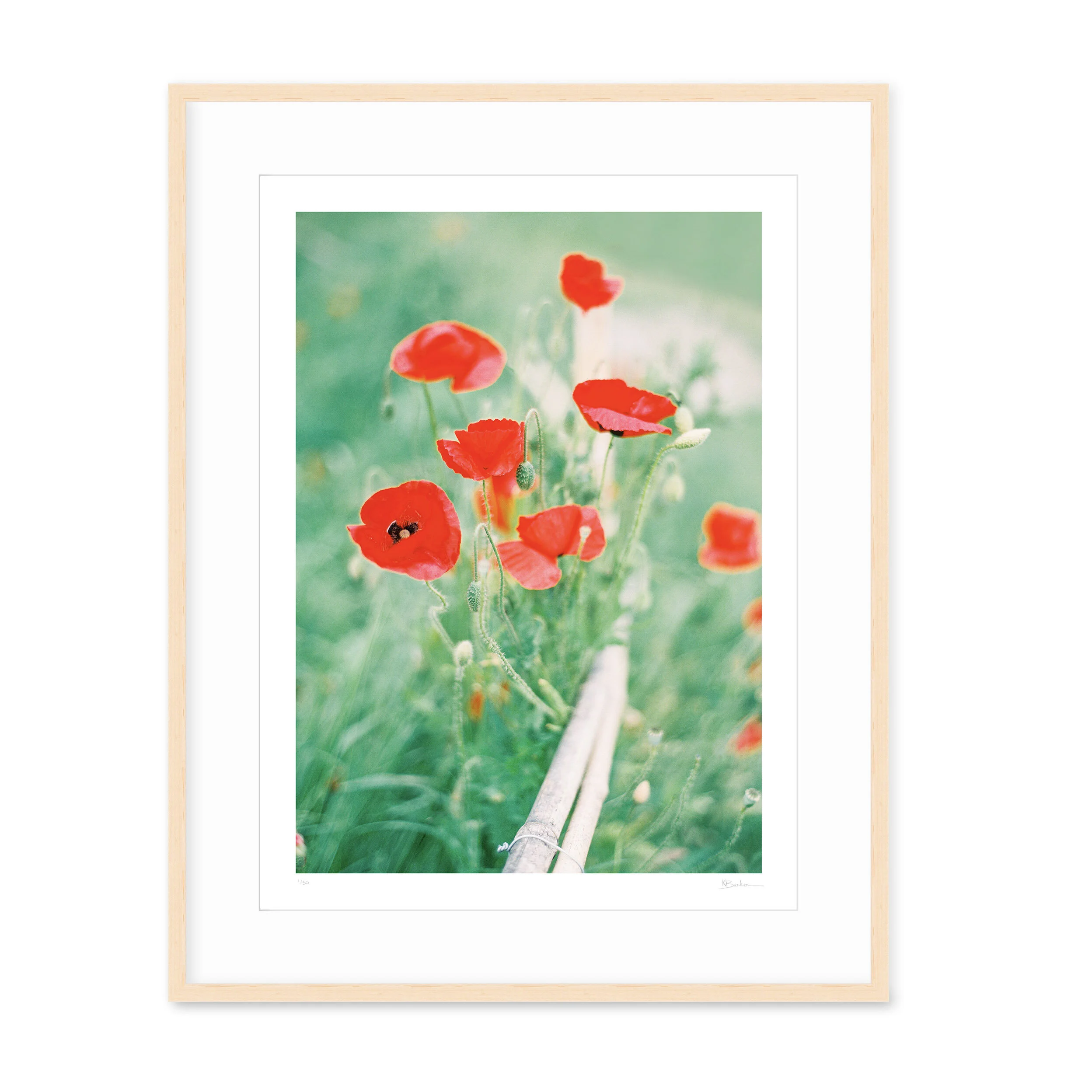 ジョアン アイザック「flower Garden french Poppies」 Amazon.co.jp: 人気画家 ジョアン アイザック(Joanne Izaac